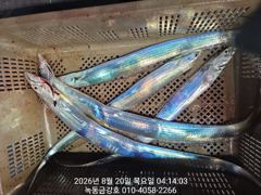 녹동금강호16석 왕갈치만쿨조항 예약순자리지정예약제 010-4058-2266 사진