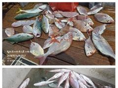 [거제] 먼바다 흘림참돔/부시리 손맛 보아요~ 사진