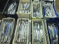 준내만갈치,3지4지오늘출항 목,금,토,일,쭉,예약가능 내만갈치 2지3지퍽퍽오늘출항 목,금,토,일,쭉 예약가능 사진