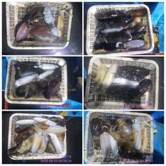 [통영] 무늬오징어 팁런조황... 사진