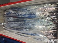 [진해] 20일새벽,내만칼치 텐빈,루어 버글버글 엄청나게 잡고~목,금,토… 사진
