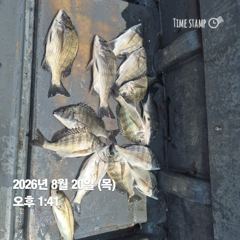 [마산] 돔앤돔호 오늘 2분조황 입니다. 사진