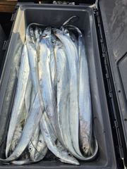[거제] 갈치 텐야텐빈!!! 바다에 고기들이 바글바글합니다!!!! (내일… 사진