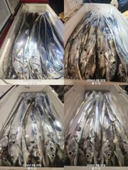 [여수플라워호] 20일 갈치 조황입니다. 010-2004-5524 사진