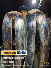 [갈치/텐빈/텐야]우와!!씨알이끝짱♡3지부터~5지급까지 쿨러조황[예약가능] 사진