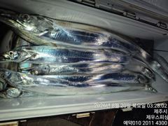 제주 제우스 피싱 19일 갈치 조황 사진
