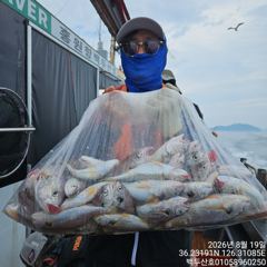 백/쭈/갑조황 - 26년8월19일 홍원항 백두산호 백조기 조황입니다.. - 홍원항 백두산호,배낚시,바다낚시 사진