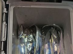 3지 4지 5지로 만쿨가나요 초반 분위기 좋습니다. 삼천포누리피싱 월요일부터 예약가능합니다 사진