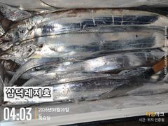 [텐빈]씨알좋은 3~4지,만쿨,반쿨 (오늘.소수인원출항확정) 사진