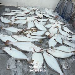 26.08.20 백사장항 무야호 다잡아 외수질 조황^^ 사진