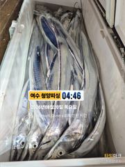 여수 청양피싱 8월20일 입항조황 사진