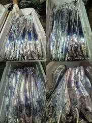 목감낚시 20일 진도갈치 조황입니다! 사진