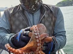 [사천] 사천팔포피싱 입니다 문어 출조 하실분 주중 주말예약 받습니다 사진