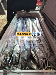 여수 청양피싱 8월 21일 입항조황 사진