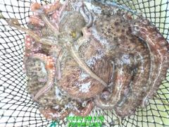 [진해] 8월21일 /실시간문어 아침엔 잠잠, 조류 바뀌니 폭발! 두 자… 사진