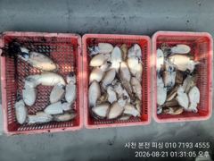 뉴아재피싱 오늘 무늬팁런 예약중!! 사진