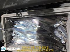 내만칼치ㅡ바글바글합니다.씨알좋고 마릿수굿 (토.일.월.예약가능 사진
