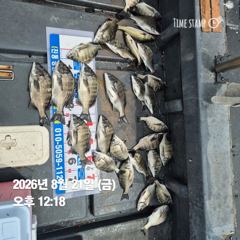 [마산] 돔앤돔호 오늘4분 조황입니다. 사진