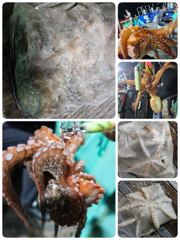 포항돌문어 오늘금요일저녁,토일월 저녁새벽모집중입니다 사진