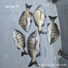 [마산] 해상월1ᆢ감성돔 조황임니다!!(토ㆍ일 예약가능) 사진