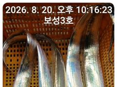갈치는 터져나오는데 갑자기 캔슬로 내일 자리여유많이 있습니다~~2시까지오세요