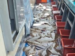 오늘의조황 - 8월 21일 뉴용궁호(14분출조) 조황입니다 - 신진도 뉴용궁호 사진