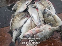 [통영] 유촌 형만레저 선외기 문어.감성돔 조황입니다.토.일여유 사진
