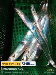 20일 왕갈치  크크  많네  ~~  오늘도 내일도 자리여유 사진