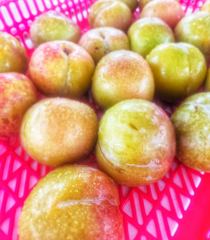 오늘의조황 - [배쯔호] 8월21일 꽃게낚시 - 마검포 팀바이트호,선상낚시 전문 사진