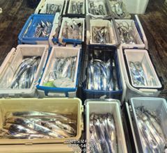 [진해] 21일,준내만 왕갈치 3지,4지 용가리가 쏟아집니다,매일출항(일… 사진