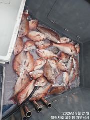 첼린저호 참돔흘림. 조황입니다 사진