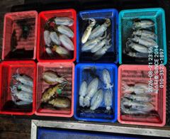 (씨스타호)조류 약하고 민물 유입까지… 그래도 45 수 마무리!