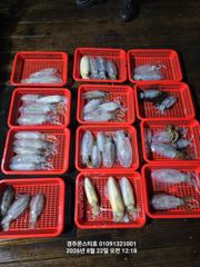 야간 무늬오징어 팁런조항입니다(8/22.23일 모집중) 사진
