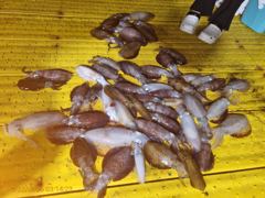 무늬 5분  (60수 정도) 사진