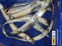 ＜＜통영 뉴명륜호 14인승＞＞ 大갈치 포인트 공략!!! 손맛보러 제대로 달립니다~~ (오늘 1자리) 사진