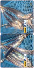 통영 뉴 아시아호>>  대박!! 70리터 얼음 녹이고 만쿨까지~~ 일요일부터 자리여유~ 사진