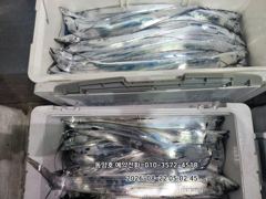 [통영] (왕갈치)주렁주렁 줄타고~3지4지 도끼입질~동양호(24일 예약) 사진