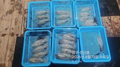 26.08.19 수요일 무늬오징어 조황  강구항 신신호팁런 선상낚시 사진