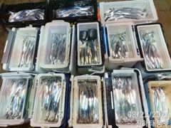 22일새벽 내만갈치 3지급까지 마릿수도 많아요. 일요일부터 예약가능.