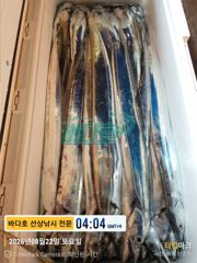  [[거제 대림낚시바다호 ]]  씨알 좋은  왕 갈치  쿨러 가득~~ 사진
