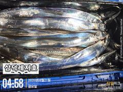 {텐빈] 씨알,끝장 3~4지.마리수 까지,(화요일부터,출항) 사진
