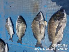 [마산] 진동 강인피싱 오늘 한분조황 47외씨알급 감성돔 마리수 사진
