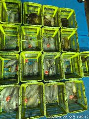 무늬오징어 팁런  히알 마릿수 굿굿 ᆢ. 내일 자리텅텅 무조건 출항 사진