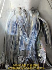 내만칼치ㅡ바글바글ㅡ씨알. 마릿수좋아요,쿨러가득(오늘,내일ㅡ예약가능) 사진