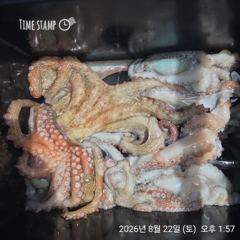 완도은솔호 문어 조황 입니다 사진