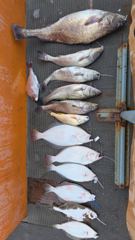 [격포] 08/22 격포 남부스타호 93cm 대물민어 포함 농어 광어 참… 사진