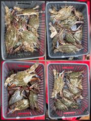 전체조황 - 8월22일 꽃게 조황 - 인천 연안부두 칸피싱, 루어, 침선, 생활낚시 전문 사진