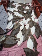 오늘의조황 - 8월 20일 신진도 블랙홀호 8자, 7자, 6자 대광어 조황으로 조기입항했습니다 - 신진도 블랙홀호 사진