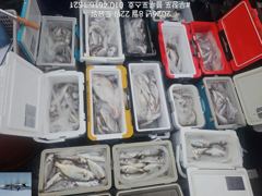 오늘의조황 - 8/22 백조기 조황 - 무창포 블루포스호,배낚시,선상낚시 전문 사진