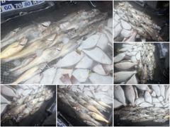 [ 아트호 ] 8월 22일 [ 민어좋다~!!! 대.농어 + 민어 외수질 출조 ]  [ 인천배낚시 청마피싱 / 인천선상낚시 / 인천낚시배 ] 사진